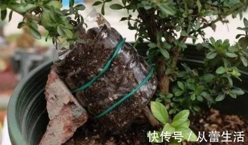 别再看不上塑料瓶，学会这些妙招，它堪当“养花神器”