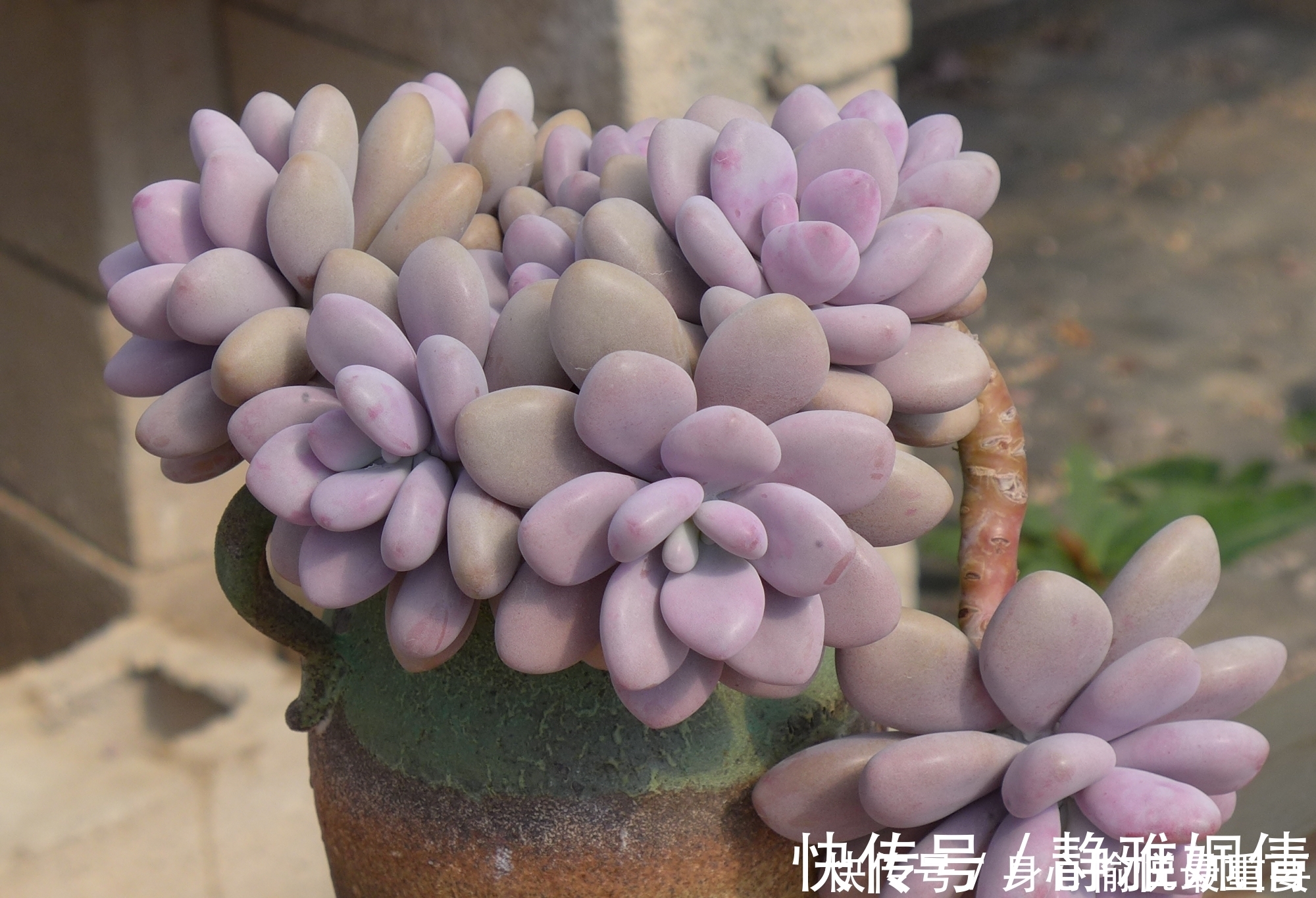 多肉|爱多肉的花友几乎都养过的8个品种,长寿花老少皆宜,桃蛋最迷人