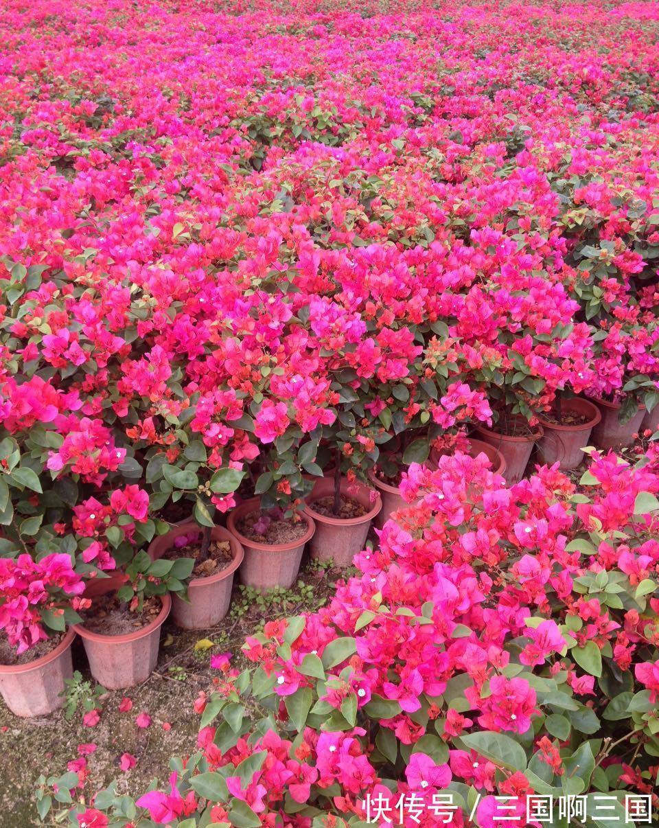 养花试试这几款，种植时最好选择有阴凉的阳台