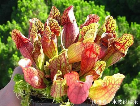 猪笼草|这花不吃花肥只爱虫子,夏天养家里,蚊虫都害怕驱蚊效果好