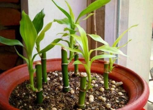天冷水培富贵竹怕结冰、怕冻伤根部，就抓紧时间上盆土培吧！