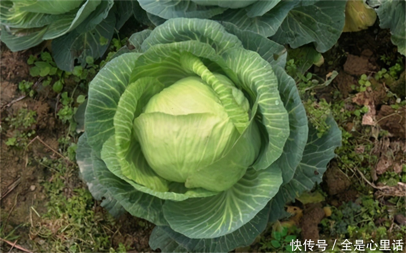 食物|想长寿的人,推荐多吃3种食物,清除血管垃圾,软化血管