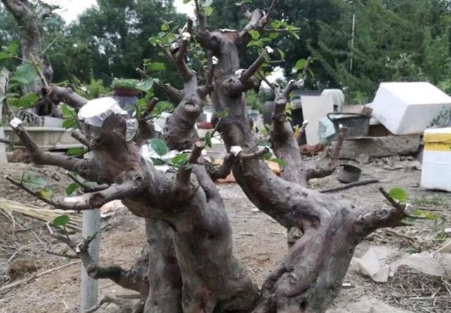 有价值、名贵的“2种树”,养1年变成“盆景树”,冬季也耐寒!