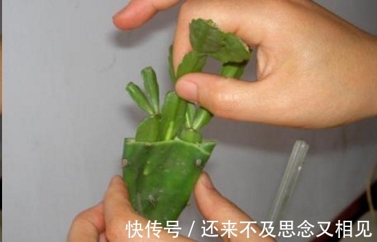 现在把蟹爪兰嫁接到仙人掌上，不用管，秋天也能开成瀑布！