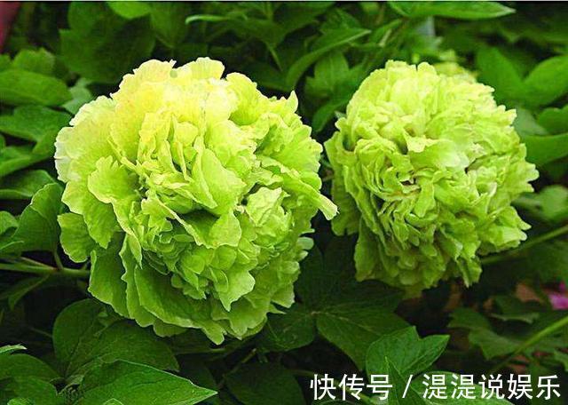 冬天|古代养花有“催花术”,土窖里烧点火,牡丹冬天都能开花
