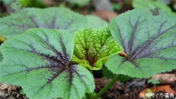 白菜|它当了2000年的“百菜之王”,却被白菜取代,为啥没人吃了