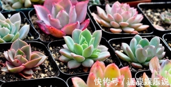 光照|新手不要盲目养多肉，一定要从5点入手，不然最后只剩下空盆