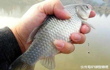 钓鲫鱼就用这“3招”,别不信,一定比之前钓的多