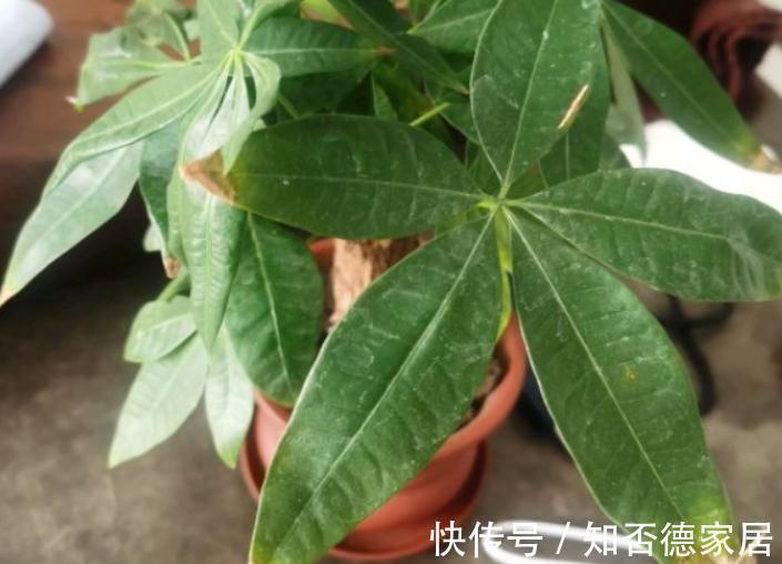 繁茂|室内盆栽种树选这3样，枝叶繁茂，四季常青，寓意好