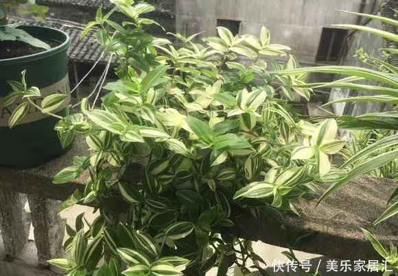 银边吊兰|13种常见吊兰,个个美成仙,快看看你家有几种?