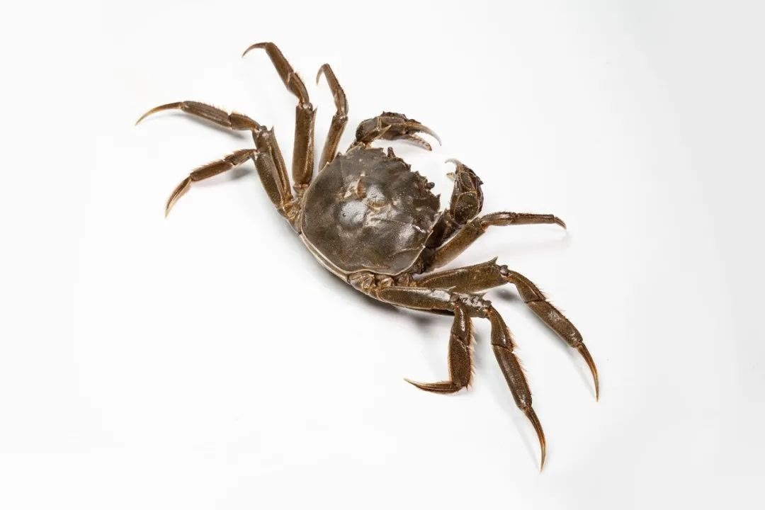 蟹膏|大闸蟹性寒,孕妇不能吃?真正不能吃的其实是……