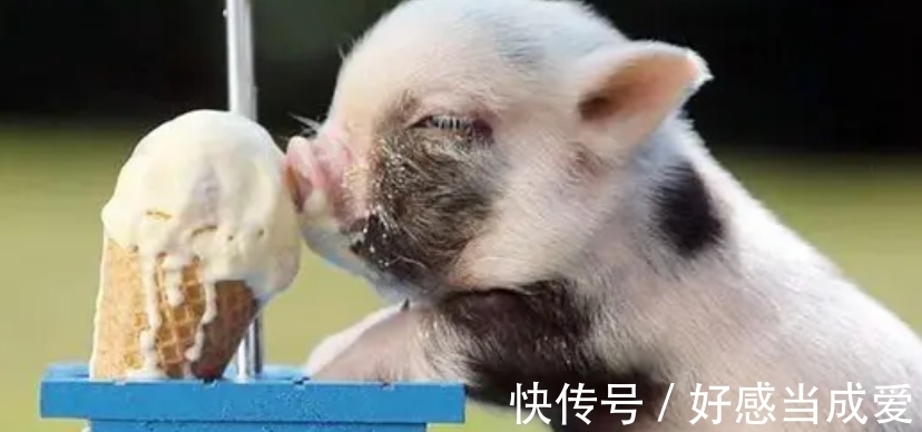 运动|动物界的运动奇才，谁是真的速度王者？谁又是耐力王者？