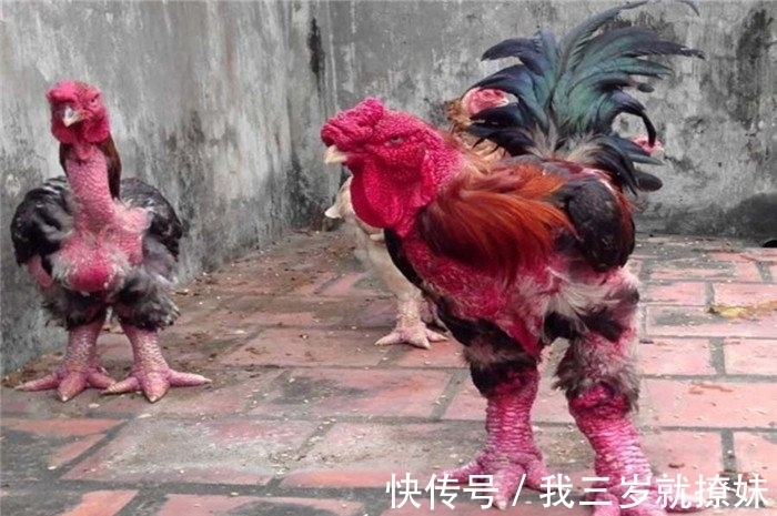 杏仁核|没有与鸡有过任何接触，却莫名其面害怕，这到底是什么原因？