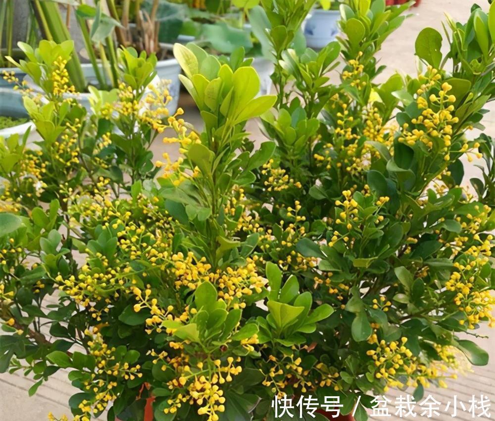 蕾丝|7种“香水花”，养一盆满屋生香，开花180天，好看又贵气