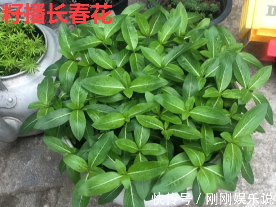 抗病、不招虫的天竺葵,屋里养一盆,开花一茬接一茬