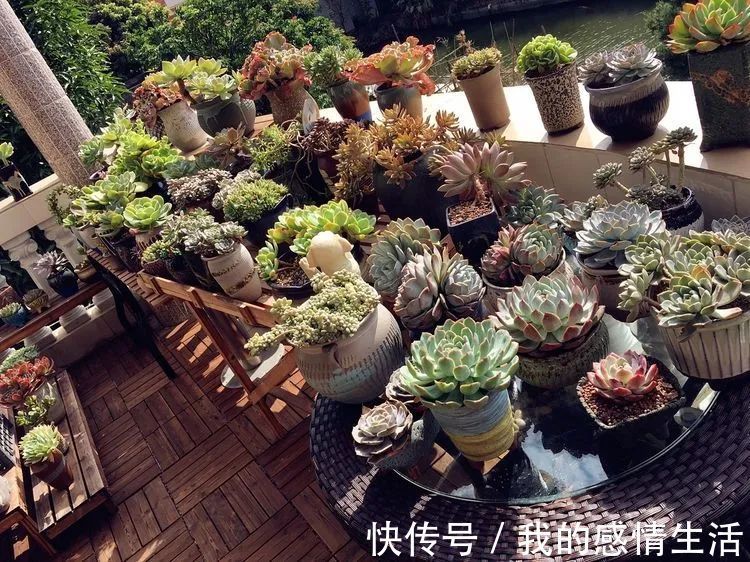 养多肉的路上患得患失，却依然如最初般热爱！