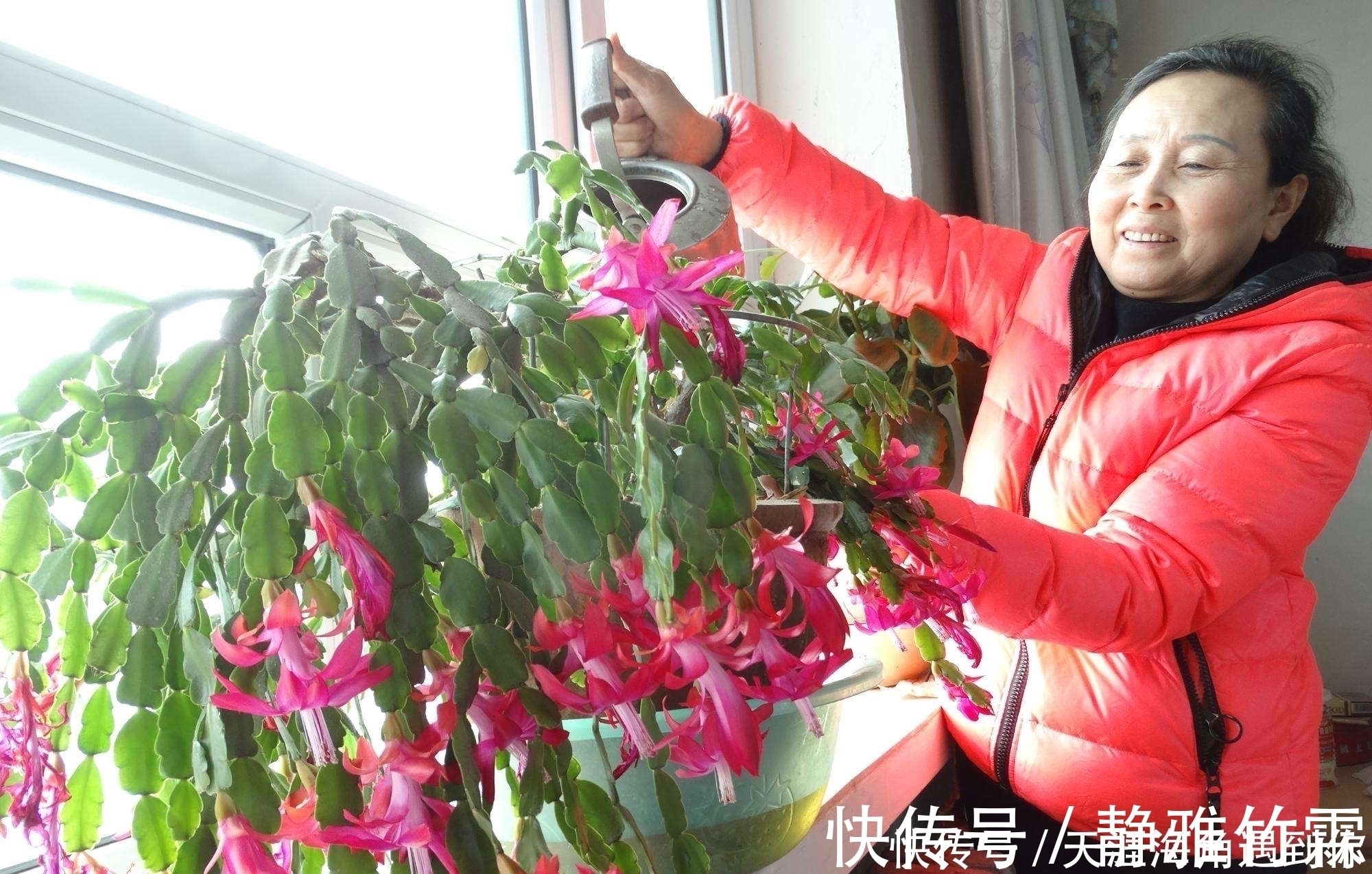 花期|张大妈入秋养蟹爪兰，用“这招”，不但长得快，而且开花多