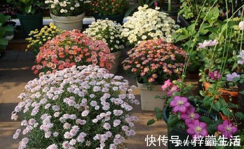 养护|夏天养这4种花，千万别淋雨，一沾水就黄叶掉花苞，记得搬进屋