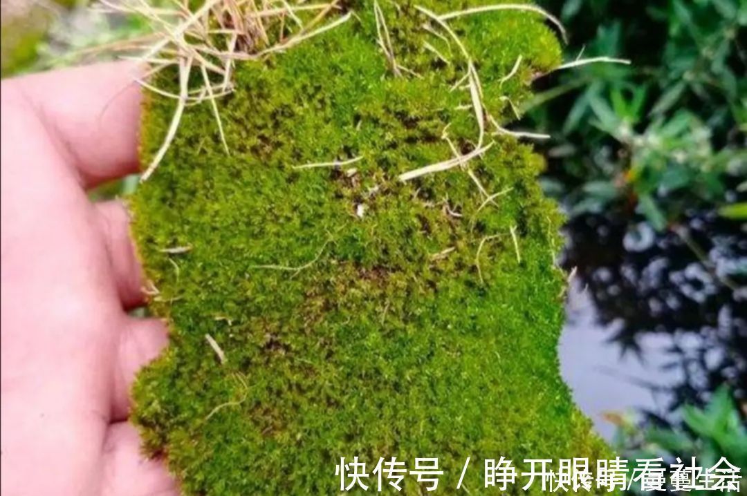2种简单的方法,让盆景里长出绿油油的苔藓,漂亮又美观