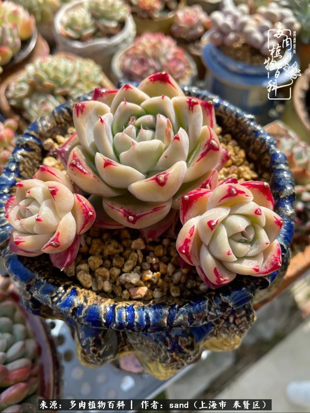 带着200多盆多肉,三个月搬两次家,是一种怎样的体验