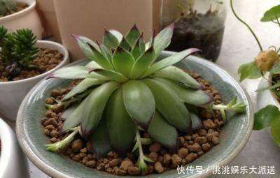 浇水|进入夏季,“多肉党”做好这3步,防止多肉“穿裙子”,一学就会