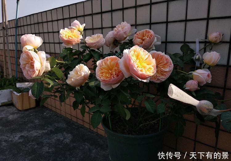 养花不妨养此四款花，开花量大，花开枝繁叶茂，美极了