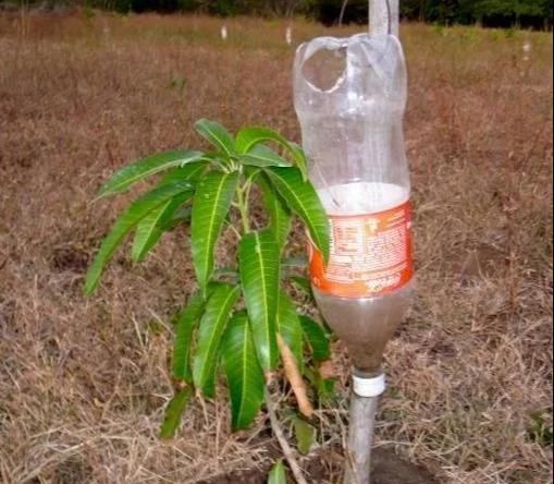 植物|没地种花种菜,没时间浇水几个塑料瓶就能解决,DIY变废为宝