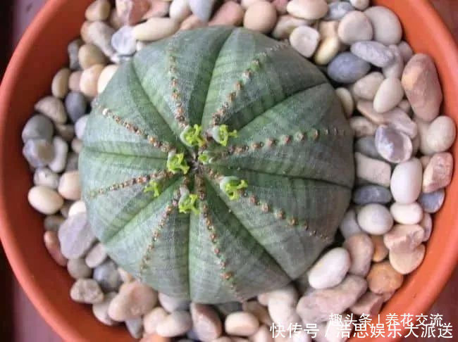 盆栽|10种长相很怪异的盆栽植物,都很适合养在花盆里