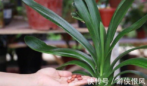 瓜子|君子兰喂点“小零食”,叶片杠杠厚,花箭拔的高,开花大又艳