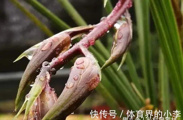 立冬到了,兰花还能淋雨吗?兰友说:这3种兰花千万不要淋雨