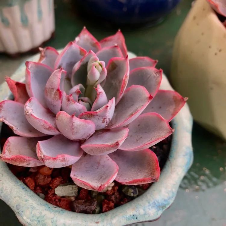 多肉小白三年励志对比养自己的花,爱自己的宇宙!