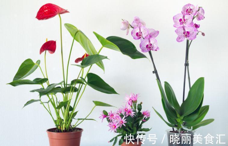 卧室里养花，怕植物和人争氧，睡眠越来越差，不如就试试这4样