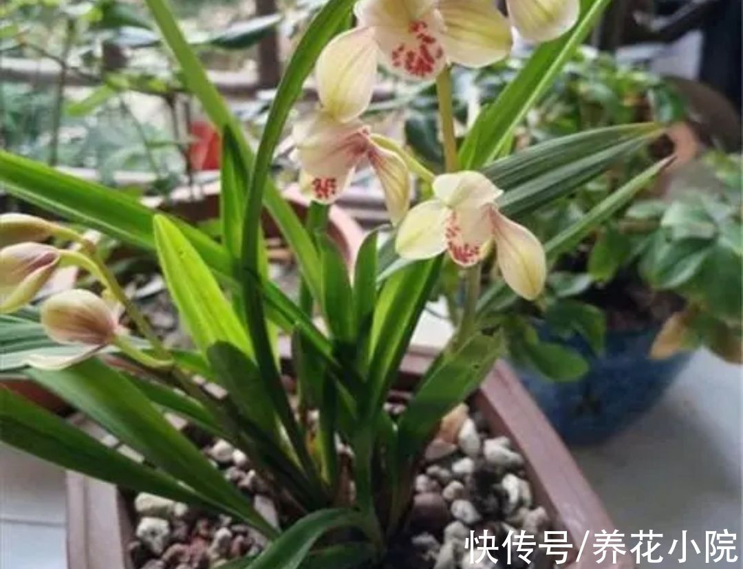 5种花公认的“难养”,总是黄叶枯萎,新手养不好