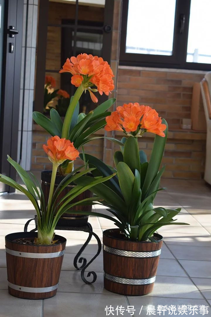 勤养鱼,懒养花,10种要粗养才长得好的室内盆栽