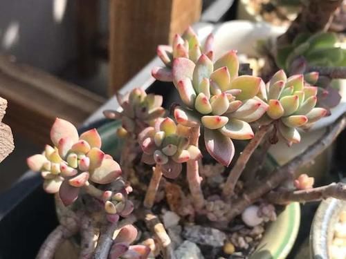 打工人养多肉:大城市找出租房,美女随身携带数百盆多肉,难断舍