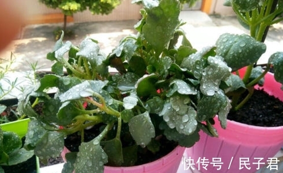 维生素C片|过期的维生素C片、白醋、煤渣,养花过程中能干什么?