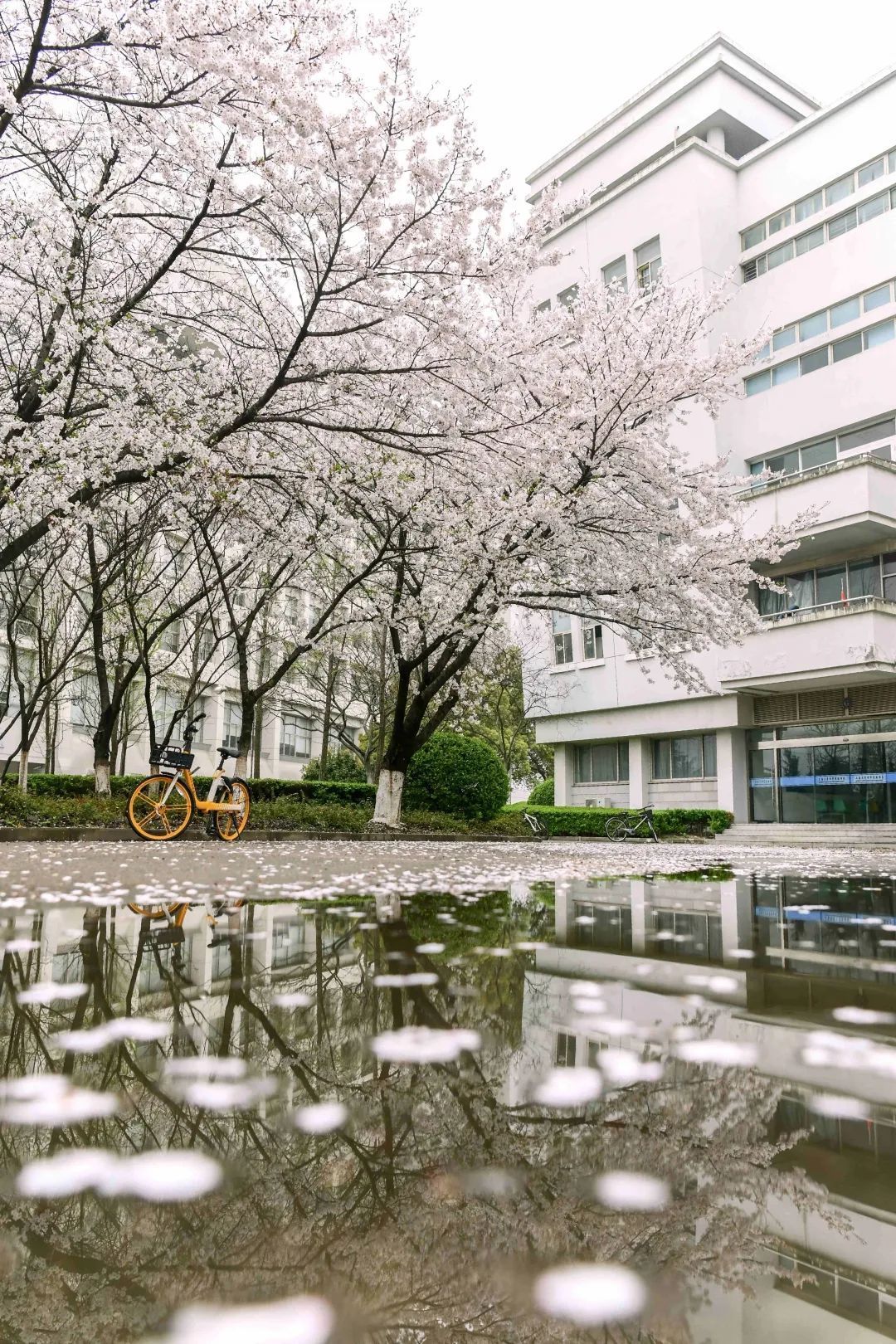 我“雨”最美校园，一起云赏沪上46所高校雨中即景