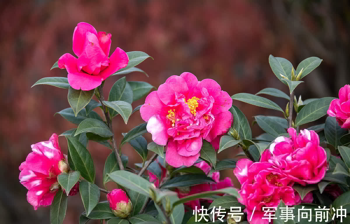 10月养3种耐寒花，冬季零下10度也不怕，春节开出漂亮花