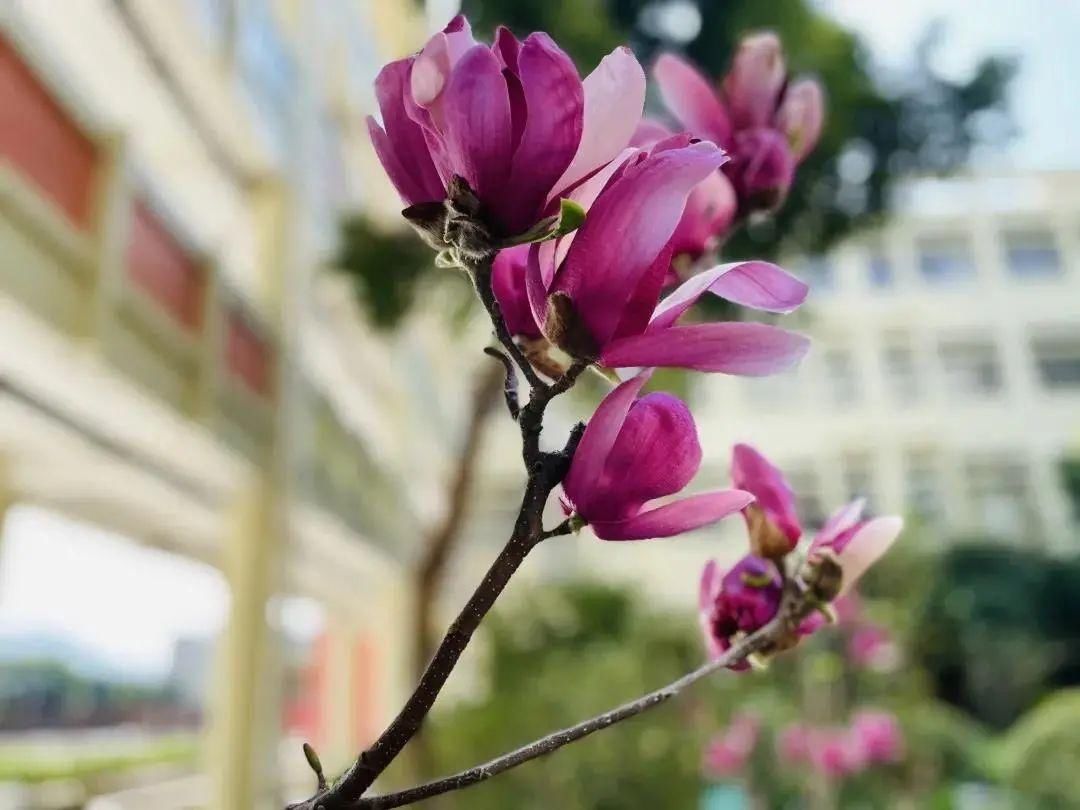 花期如至，香洲的校园“云赏春”