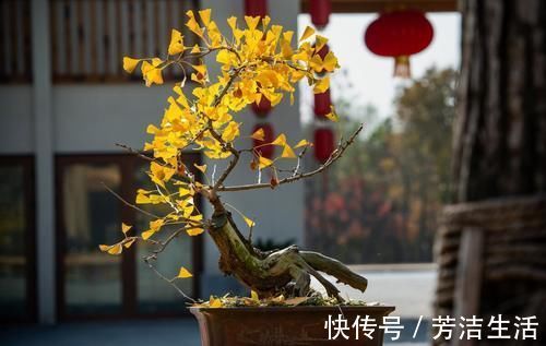 养分|盆景桩材养坯、上盆，基质里加河沙，不仅提高生存率，还促生长