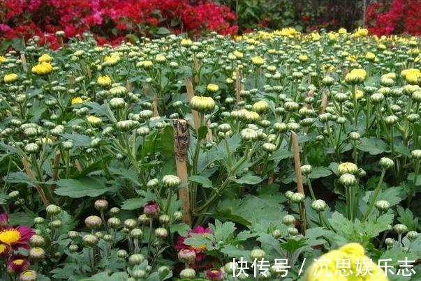 扦插|扦插“菊花”很简单,一点水泡一泡,10天大生根,飒飒秋风开满院