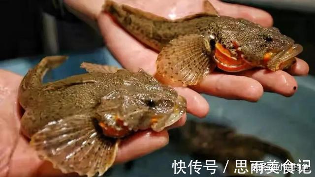 鲟鱼|国内钓到这些“牢底坐穿鱼”,务必放生,每年都有人误钓它们被抓