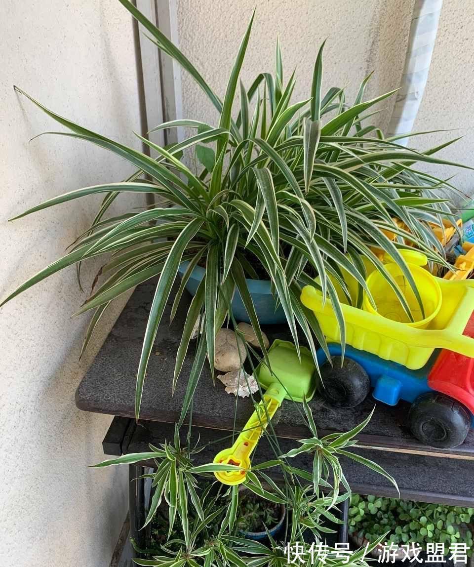 养好吊兰,3个方面不能少,郁郁葱葱、小吊兰很多、能开花