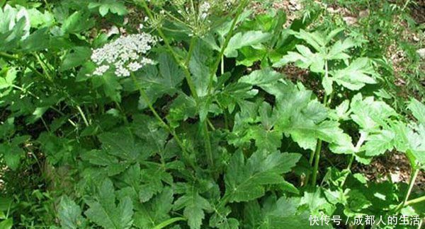 头痛|羌活能祛风除湿，散寒止痛，用于风寒感冒，上半身风湿痹痛