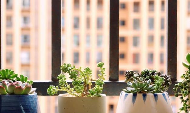 养此6种花要狠狠晒，越晒越能开，不然只见叶子不见花