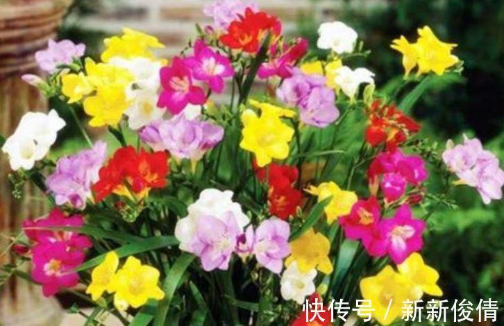 香雪兰|4种女神花养家里，名字好听，花更美，开花漂亮上档次！