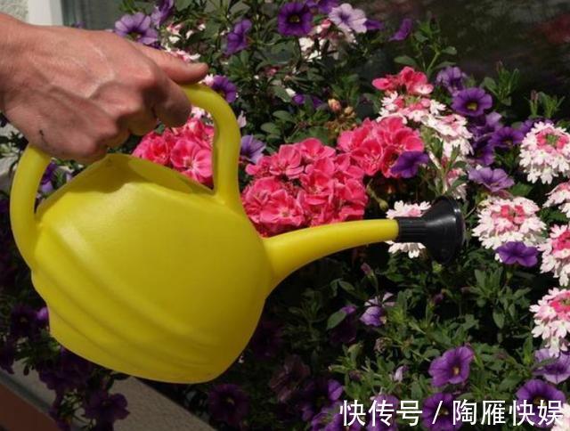 根系|养花别光注意水、肥、光了,多小心2点,选对花盆事半功倍