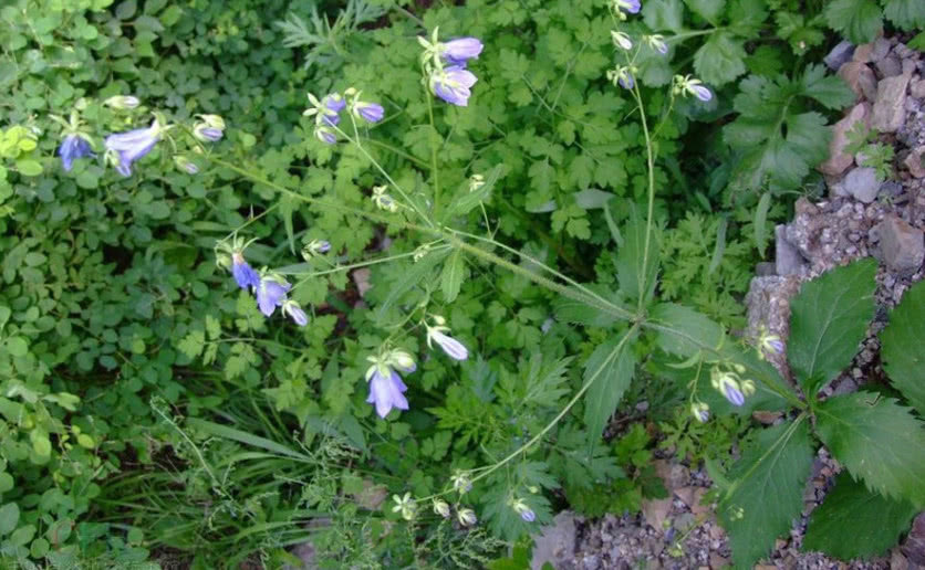 鲜艳|农民曾把它当“白萝卜”如今价格一斤180元,药用价值非常高