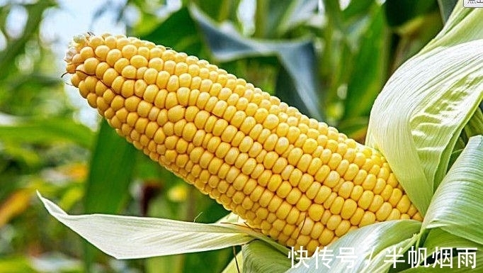 苦杏仁苷|几种天然抗癌食物很常见,坚持每天吃点,助你防癌抗癌更长寿