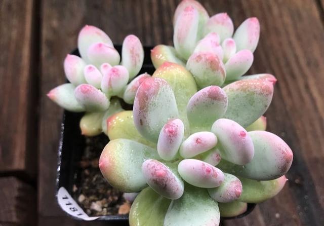 光照|美人系多肉中的颜值担当三日月美人,叶尖带有红晕,看一眼就喜欢